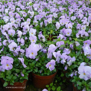 Fiołek rogaty (Viola cornuta) - Rocky - Pink Lavender