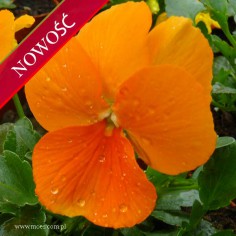 Fiołek rogaty (Viola cornuta) - Rocky - Tangerine