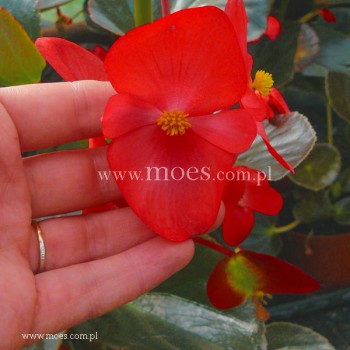 Begonia stale kwitnąca (Begonia semperflorens) - Big - Red with Green Leaf