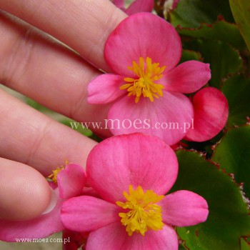 Begonia stale kwitnąca (Begonia semperflorens) - Juwel - Rose