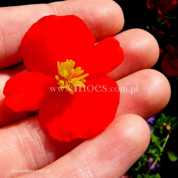 Begonia stale kwitnąca (Begonia semperflorens) - Juwel - Scarlet