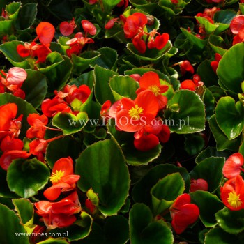 Begonia stale kwitnąca (Begonia semperflorens) - Juwel - Scarlet