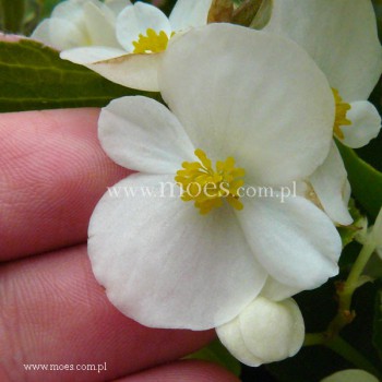 Begonia stale kwitnąca (Begonia semperflorens) - Juwel - White