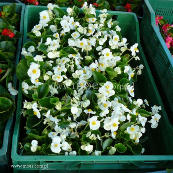 Begonia stale kwitnąca (Begonia semperflorens) - Juwel - White