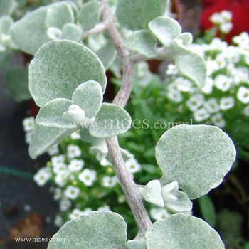 Kocanka włochata (Helichrysum petiolare) - Silver bush