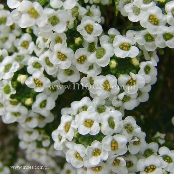 Smagliczka nadmorska (Lobularia maritima) - Snow Cristal