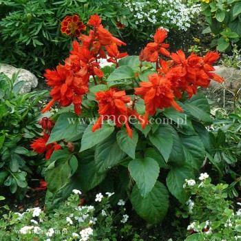 Szałwia błyszcząca (Salvia splendens) - Vista - Red