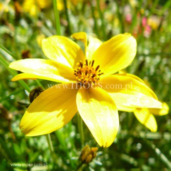Uczep złocisty (Bidens ferulifolia) - Yellow Charm