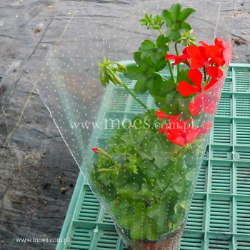 Pelargonia bluszczolistna zwisająca (Pelargonium peltatum) - Balcon - Red