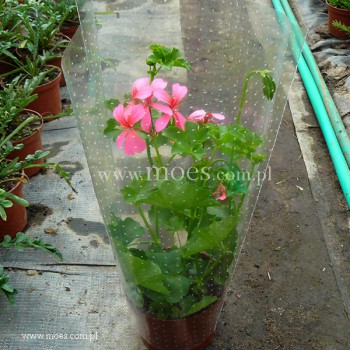 Pelargonia bluszczolistna zwisająca (Pelargonium peltatum) - Balcon - Pink
