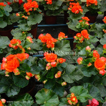 Begonia zimowa (Begonia elatior) - Ilona - Orange Stone
