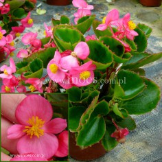 Begonia stale kwitnąca (Begonia semperflorens) - Juwel - Rose