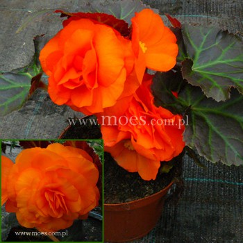 Begonia bulwiasta (Begonia tuberhybrida) - NonStop - Mocca Deep Orange