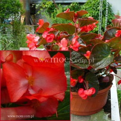 Begonia stale kwitnąca (Begonia semperflorens) - Big - Red with Bronze Leaf