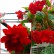 Begonia bulwiasta (Begonia tuberhybrida) - Illumination - Scarlet