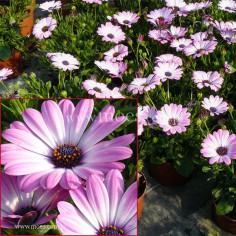 Osteospermum (Osteospermum ecklonis)  - FlowerPower - Light Pink