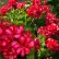 Pelargonia bluszczolistna zwisająca (Pelargonium peltatum) - Toscana - Sunflair - Lollipop - Chris