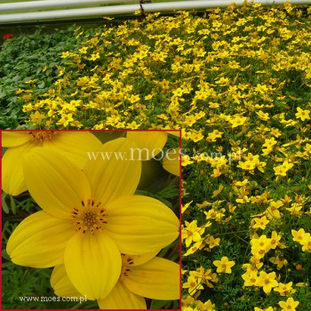 Uczep złocisty (Bidens ferulifolia) - Eldoro Yellow Early