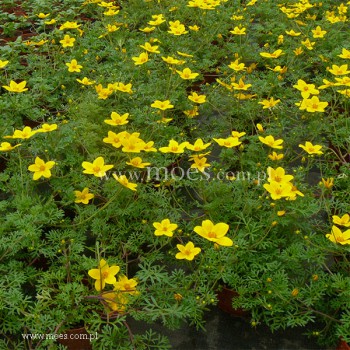 Uczep złocisty (Bidens ferulifolia) - Eldoro Yellow Early