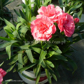 Goździk ogrodowy (Dianthus caryophyllus) - Oscar- Pink
