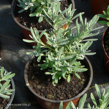 Lawenda wąskolistna (Lavandula angustifolia) - Aromatico - Blue