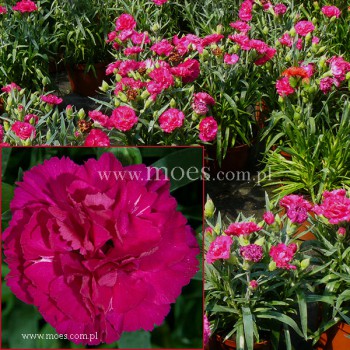 Goździk ogrodowy (Dianthus caryophyllus) - Colores - Beso