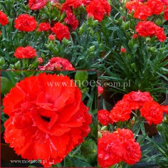 Goździk ogrodowy (Dianthus caryophyllus) - Colores - Amor