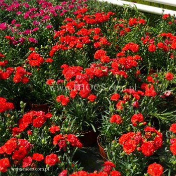 Goździk ogrodowy (Dianthus caryophyllus) - Colores - Amor