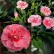 Goździk ogrodowy (Dianthus caryophyllus) - Oscar- Pink