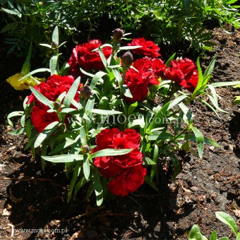 Goździk ogrodowy (Dianthus caryophyllus) - SuperTrouper - Valentine