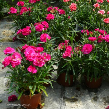 Goździk ogrodowy (Dianthus caryophyllus) - SuperTrouper - Amy