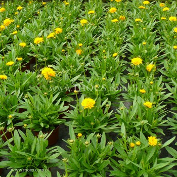 Nachyłek wielkokwiatowy (Coreopsis grandiflora) - Solena Compact