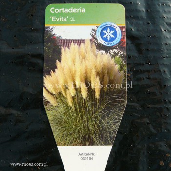 Kortaderia Trawa pampasowa (Cortaderia selloana) - Evita